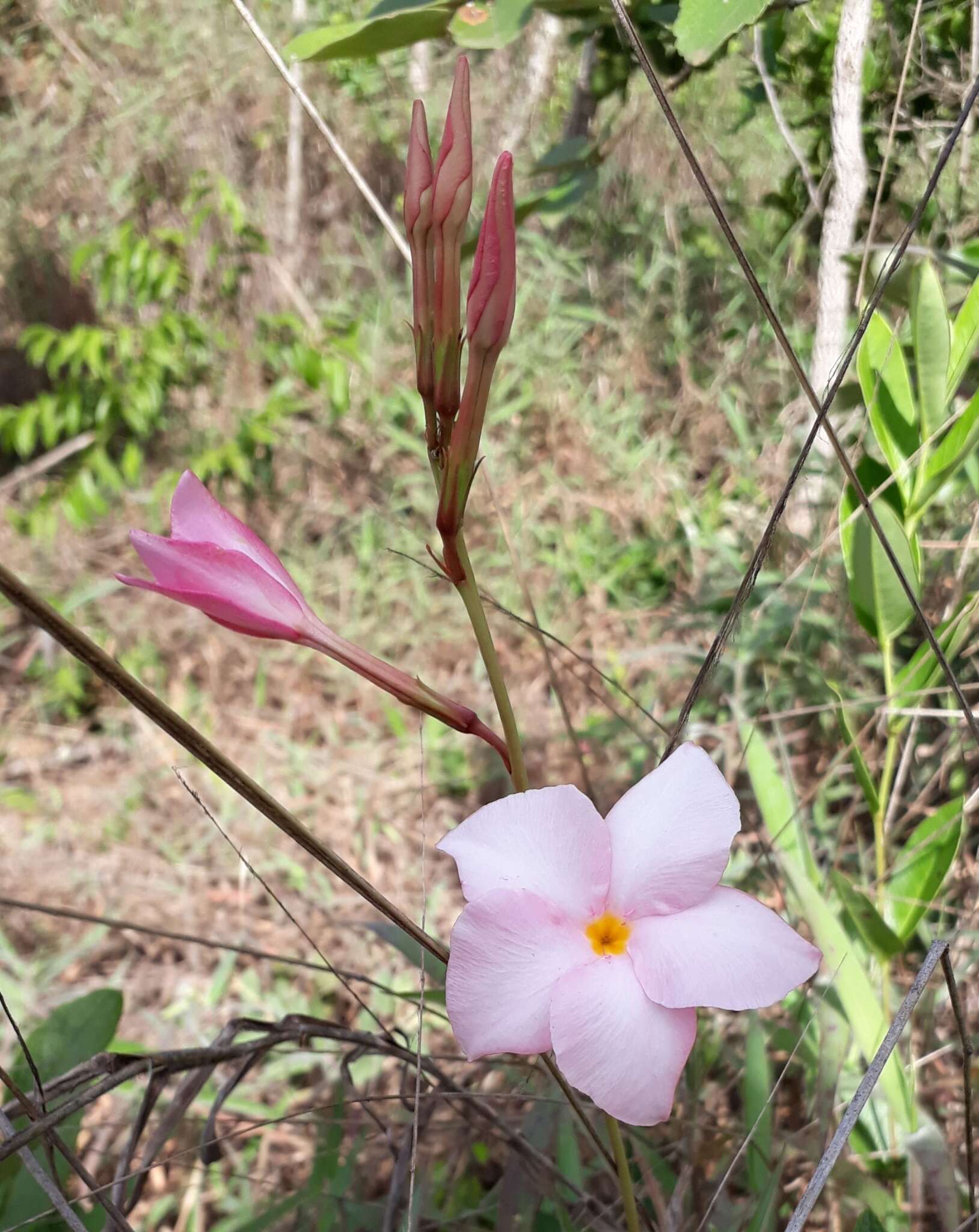 Image of Mandevilla novocapitalis Markgr.