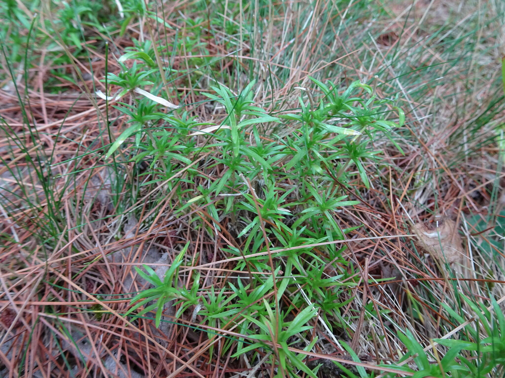 Слика од Cerastium arvense subsp. arvense