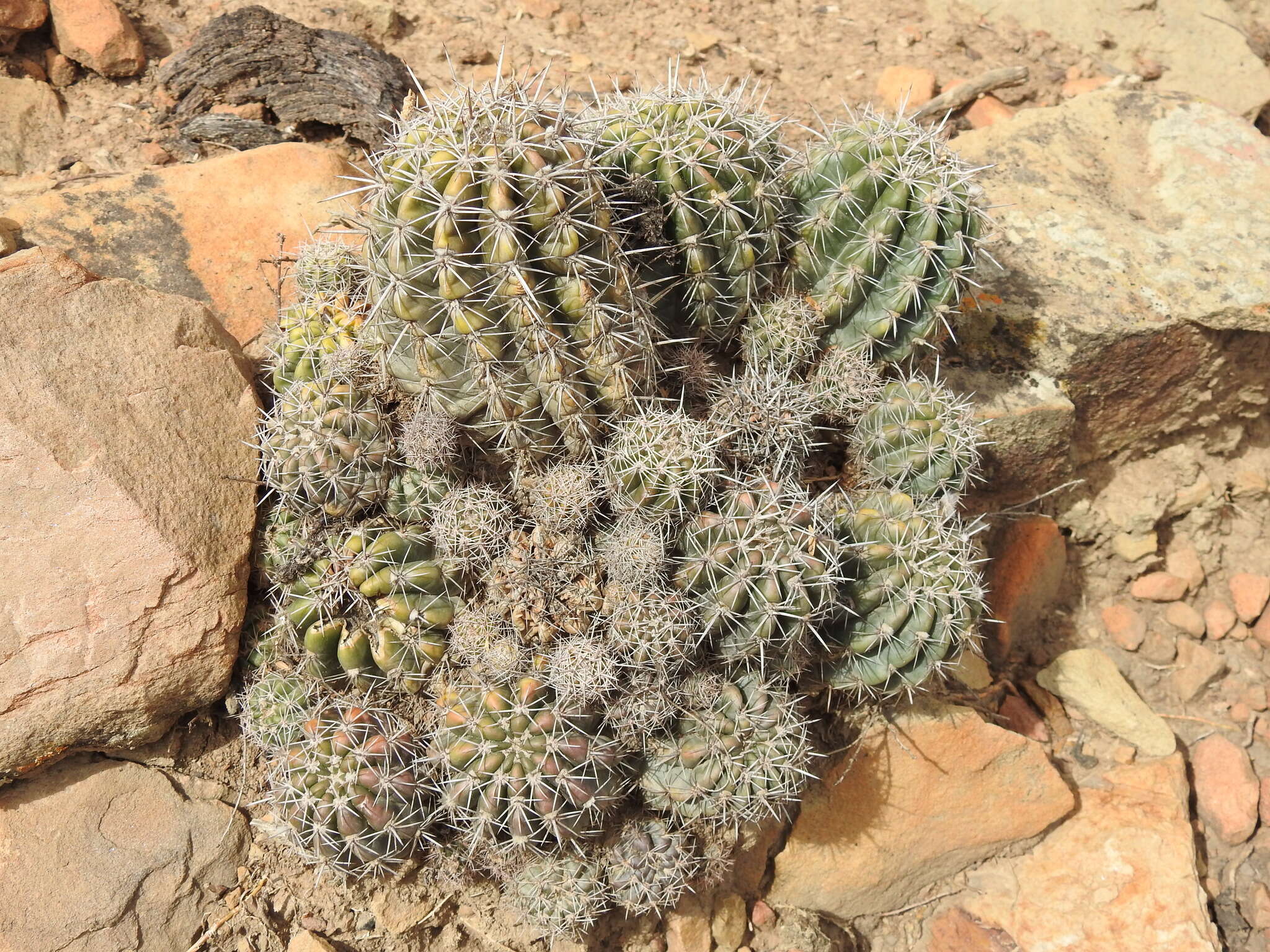 Image de Echinopsis bridgesii Salm-Dyck