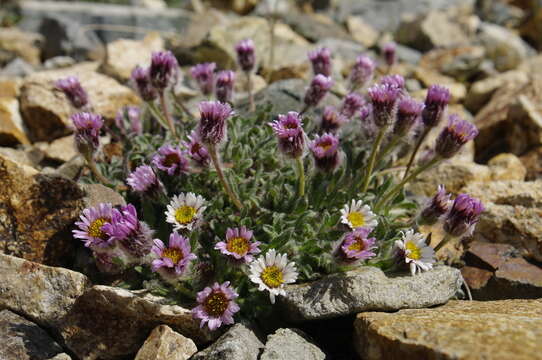 Image of Mex's fleabane