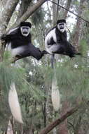 Image of Colobus guereza gallarum Neumann 1902