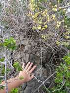 Image of hottentot-bread