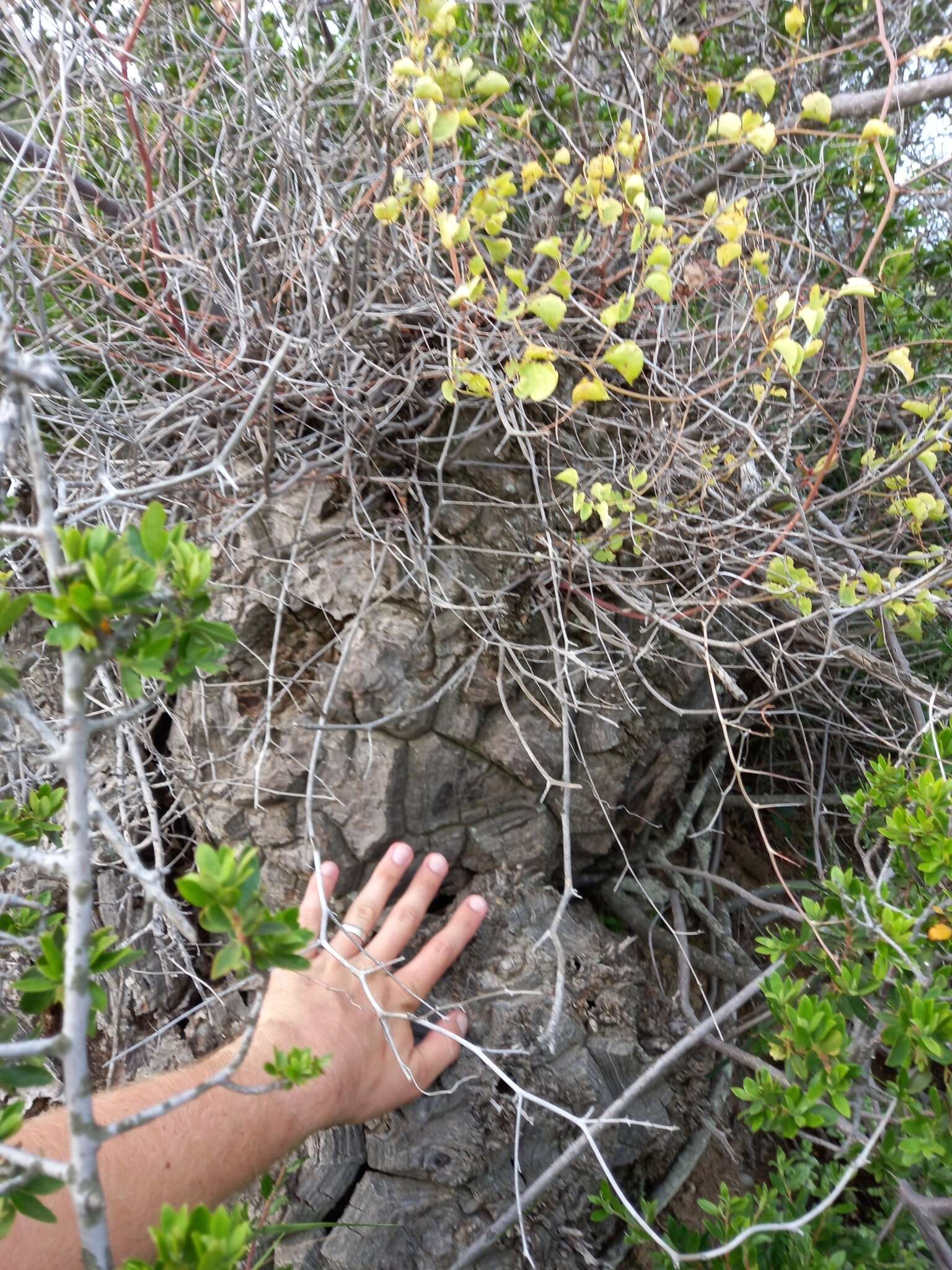 Слика од Dioscorea elephantipes (L'Hér.) Engl.