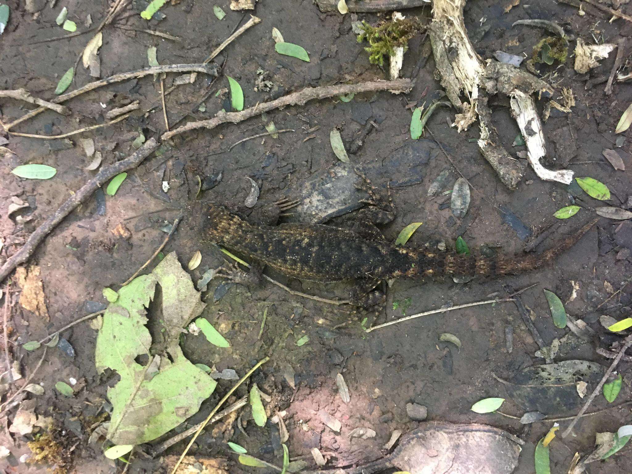 Image of Rose Whorltail Iguana