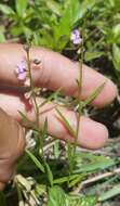 Слика од Asemeia grandiflora (Walt.) Small