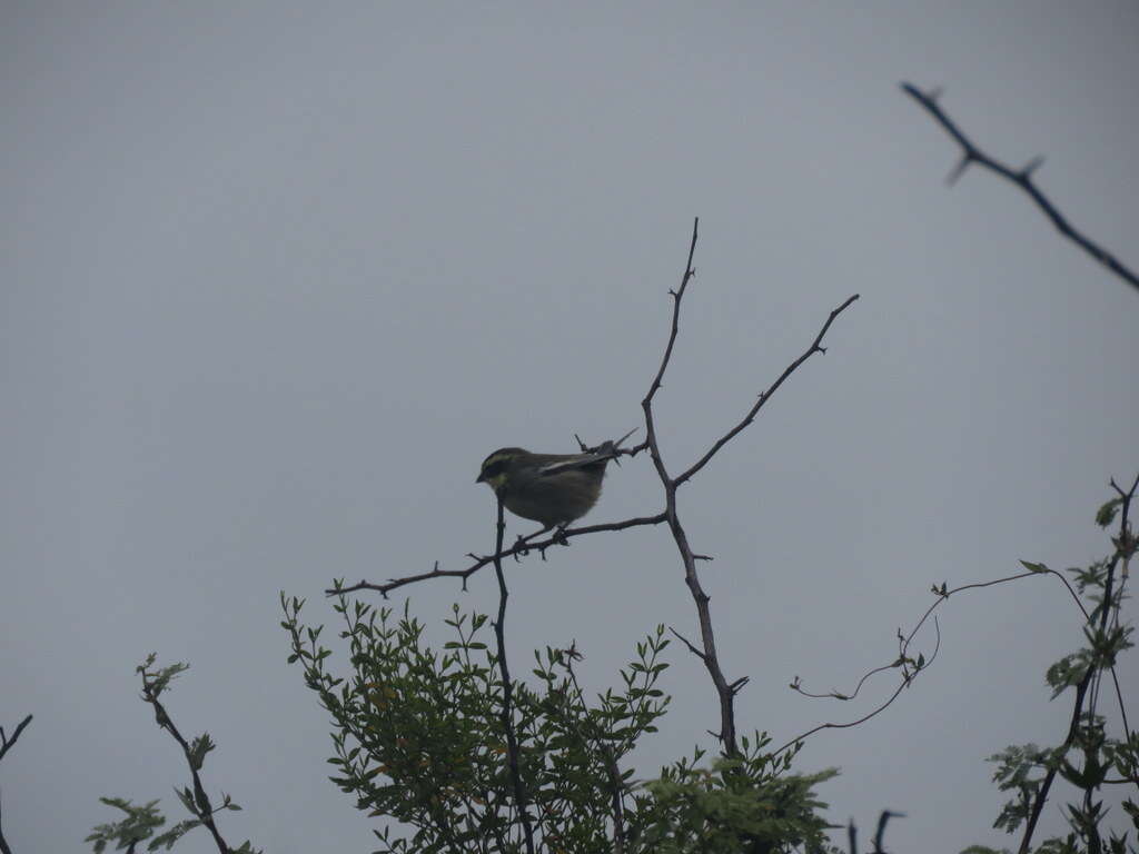 Image of Ringed Warbling Finch