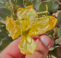 Oenothera macrocarpa subsp. incana (A. Gray) W. L. Wagner resmi