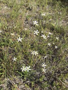 Image of shortleaf rose gentian