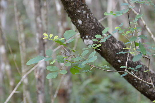 Image of Carolina ash