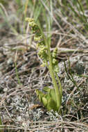 Image of Botrychium simplex subsp. simplex