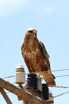 Image of Buteo buteo vulpinus (Gloger 1833)