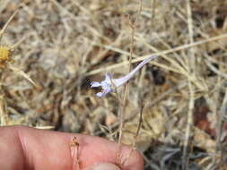 Image of Delphinium gracile DC.