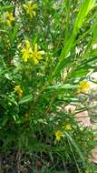 Image of shrubby yellowcrest