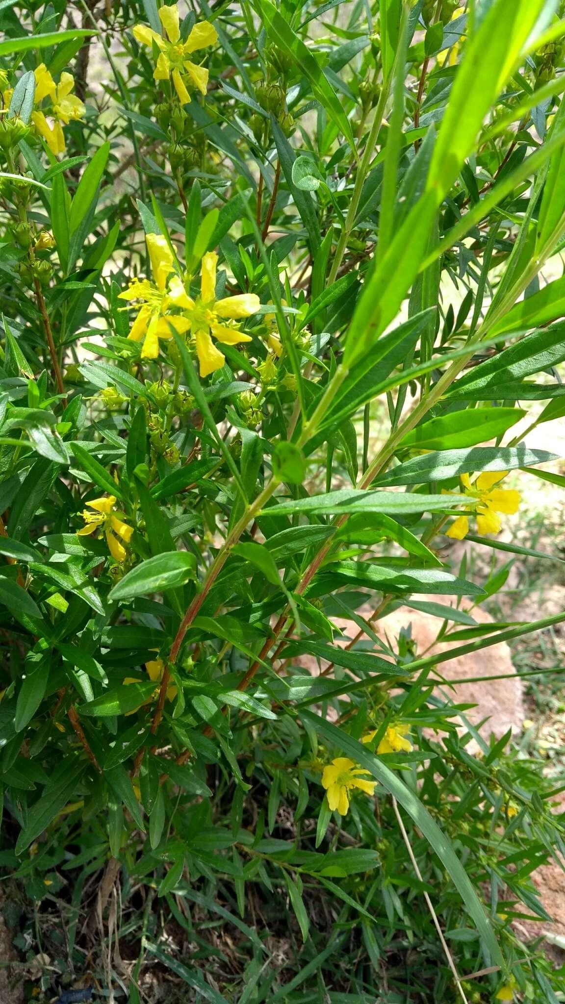 Image of shrubby yellowcrest