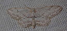 Imagem de Idaea incisaria Staudinger 1892