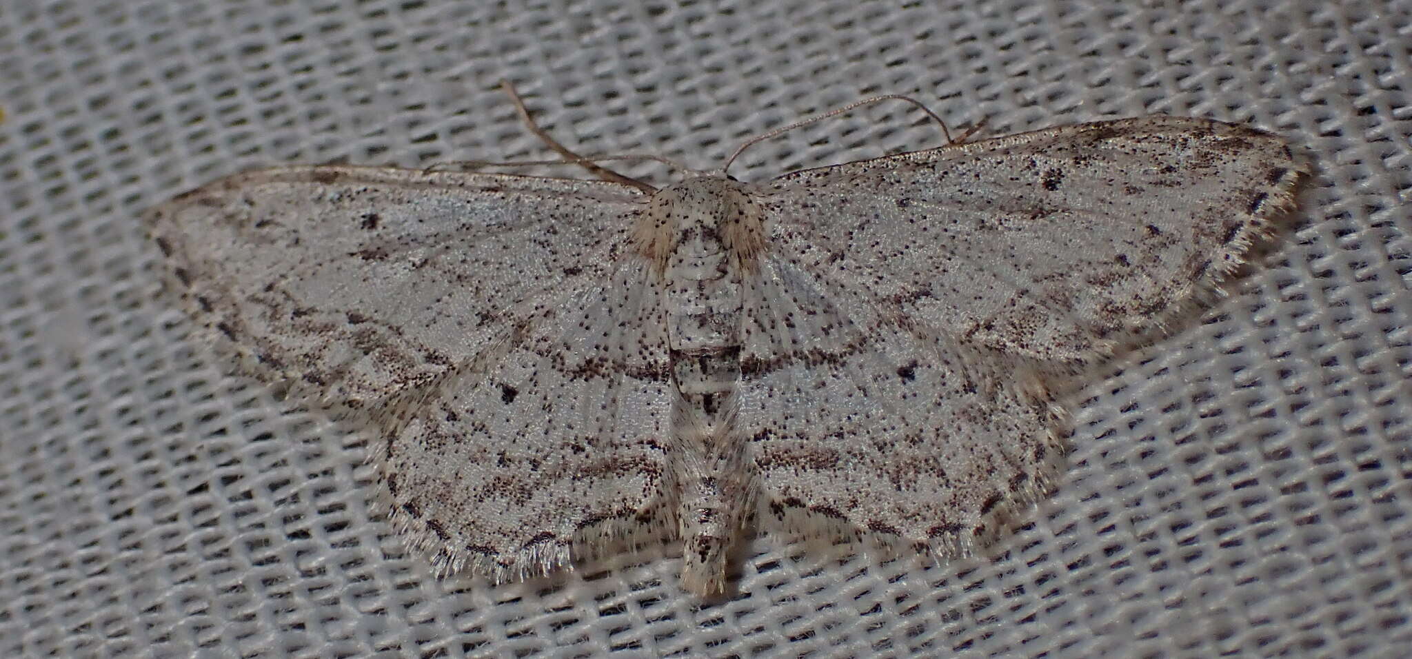 Sivun Idaea incisaria Staudinger 1892 kuva