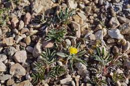 Image de Potentilla morefieldii B. Ertter