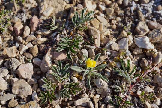 Imagem de Potentilla morefieldii B. Ertter