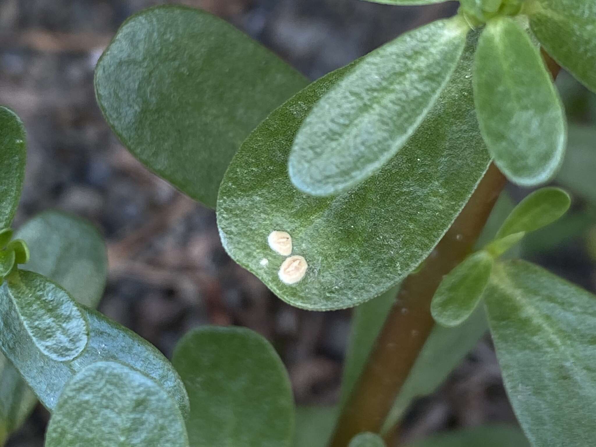 Image of Wilsoniana portulacae