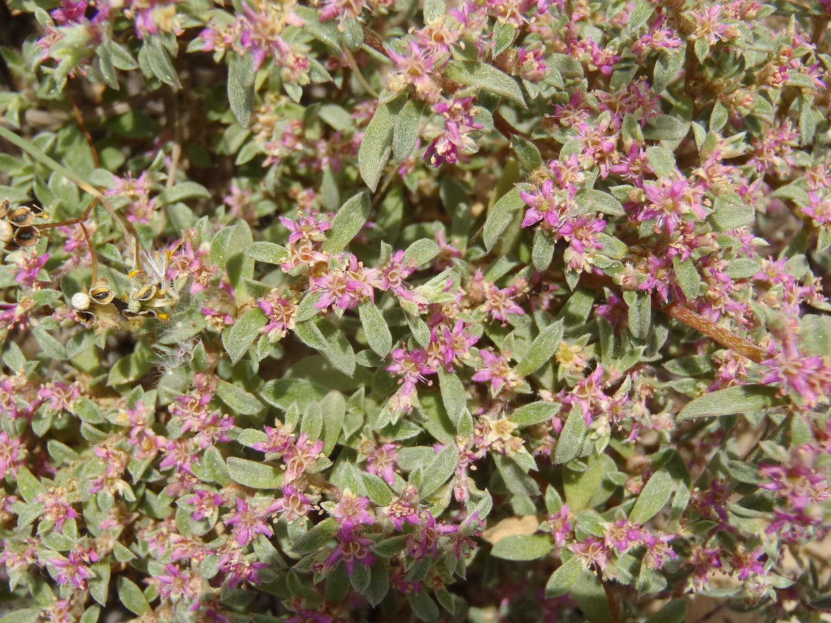 Image of Aizoon portulacaceum (Fenzl ex Harv. & Sond.) Klak