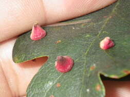 Image of Red Cone Gall Wasp