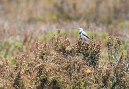 Image of White-fronted Chat