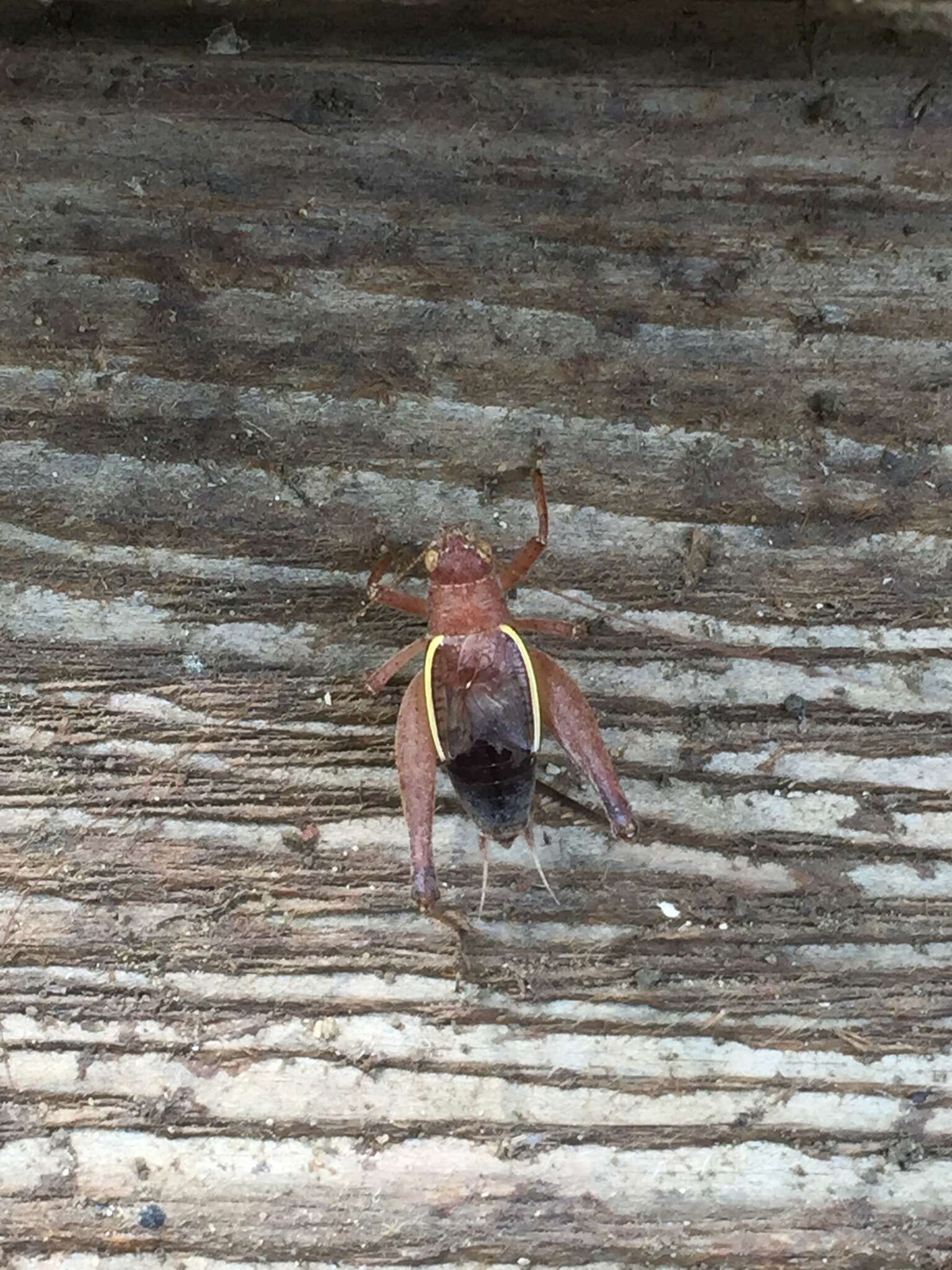 Image of Restless Bush Cricket