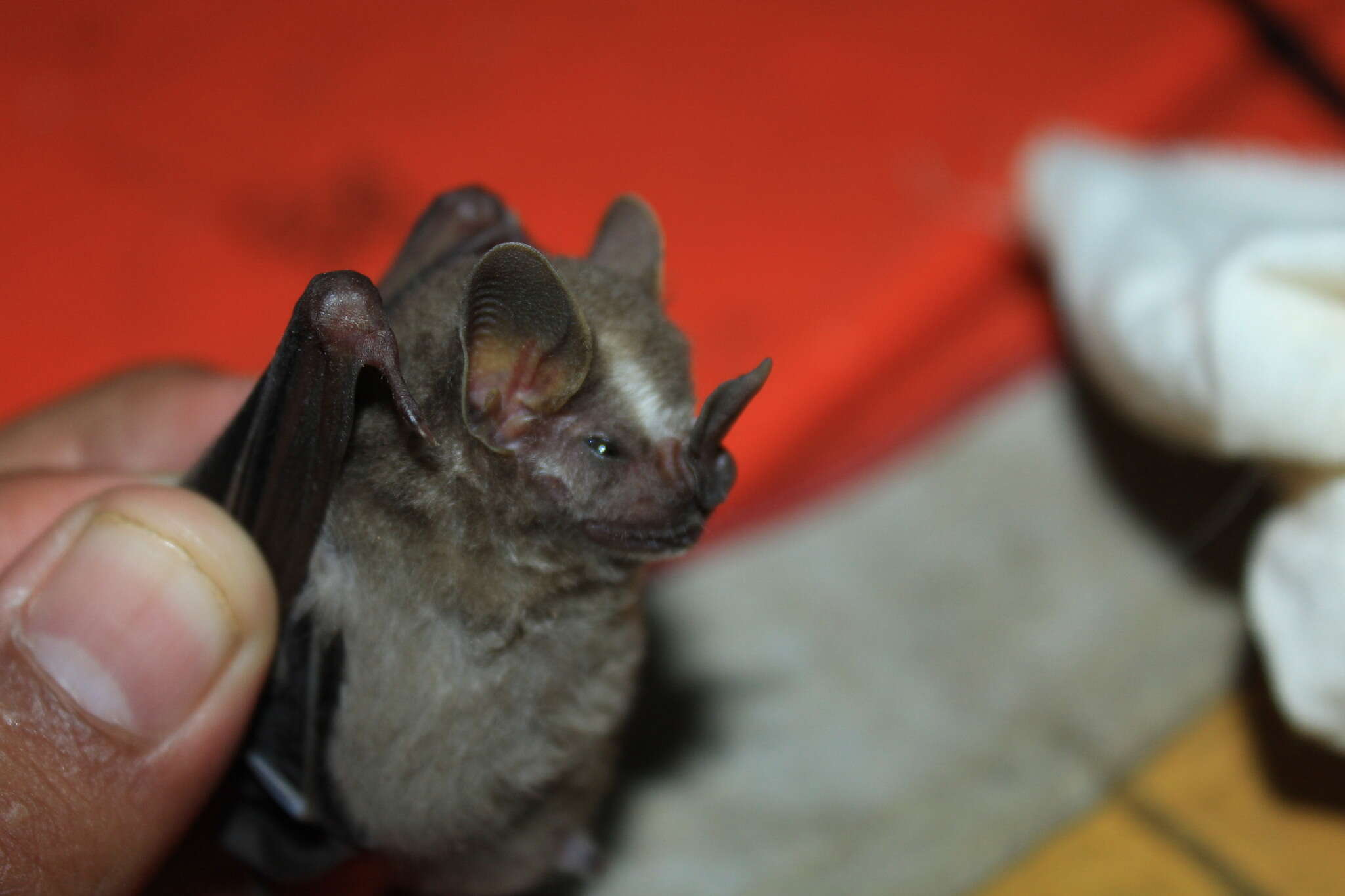 Image of pygmy fruit-eating bat