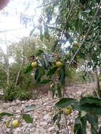 Image de Diospyros anisandra S. F. Blake