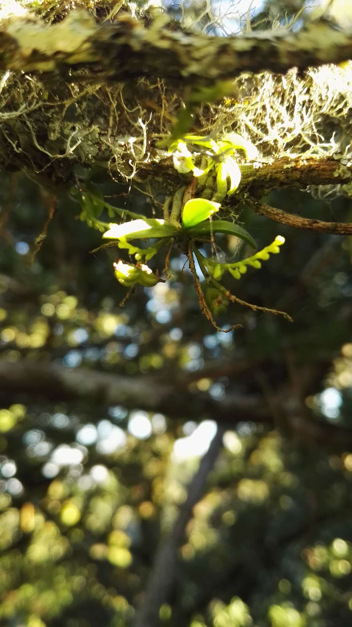 Image of Guava baby