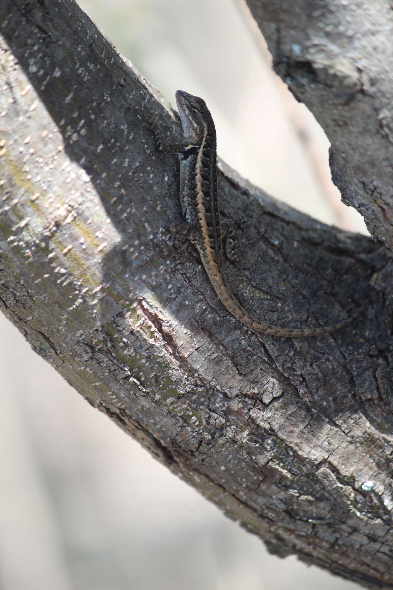 Image of Bluebelly Lizard