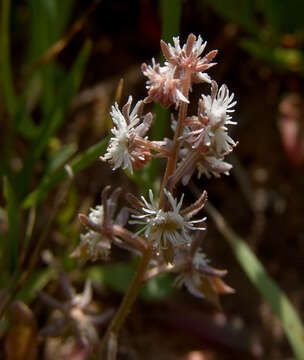 Image of Reseda orientalis (Müll. Arg.) Boiss.