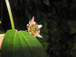 Image of Passiflora chelidonea Mast.