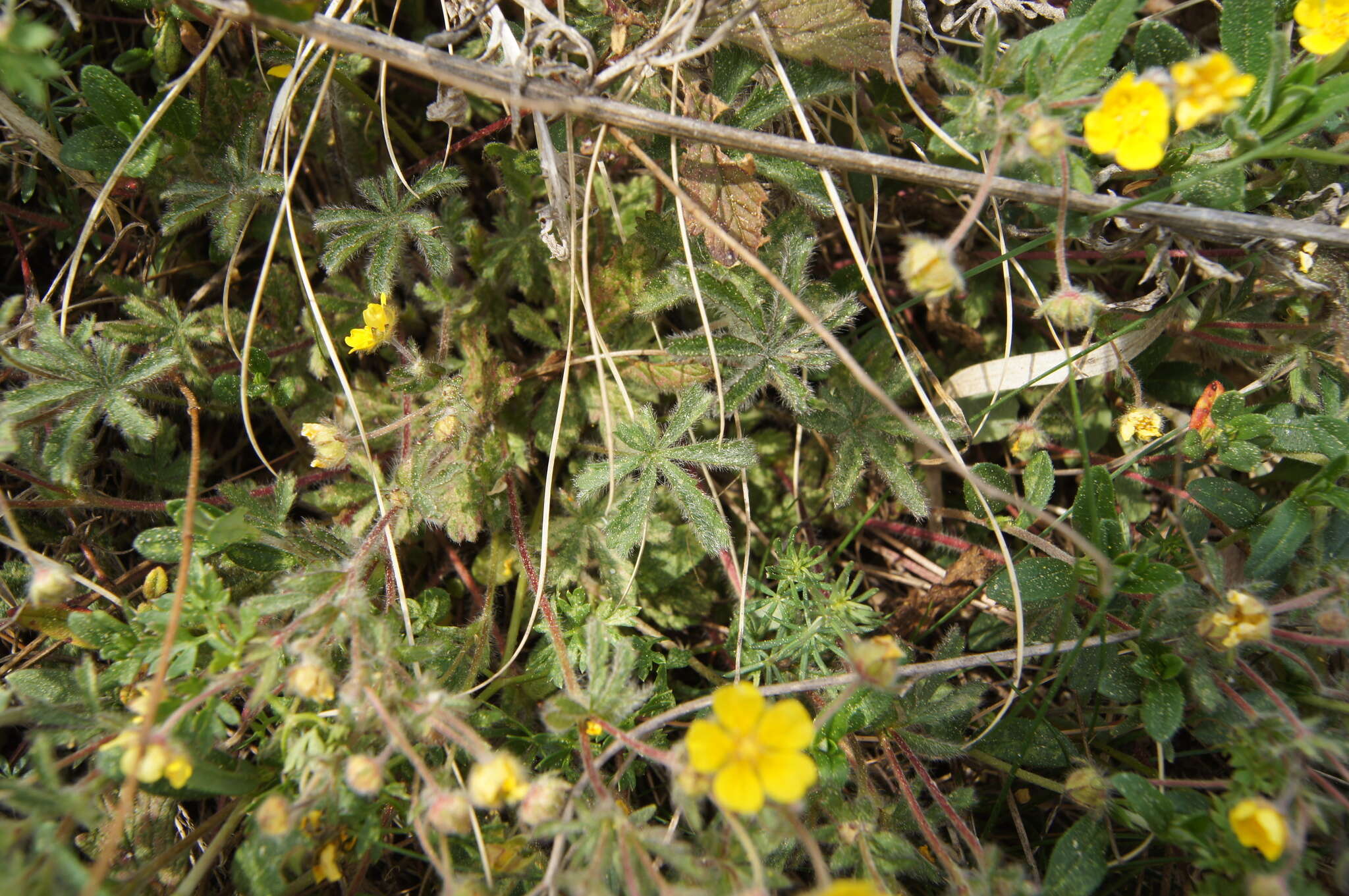 Image of Potentilla heptaphylla L.