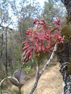 Imagem de Epidendrum radioferens (Ames, F. T. Hubb. & C. Schweinf.) Hágsater