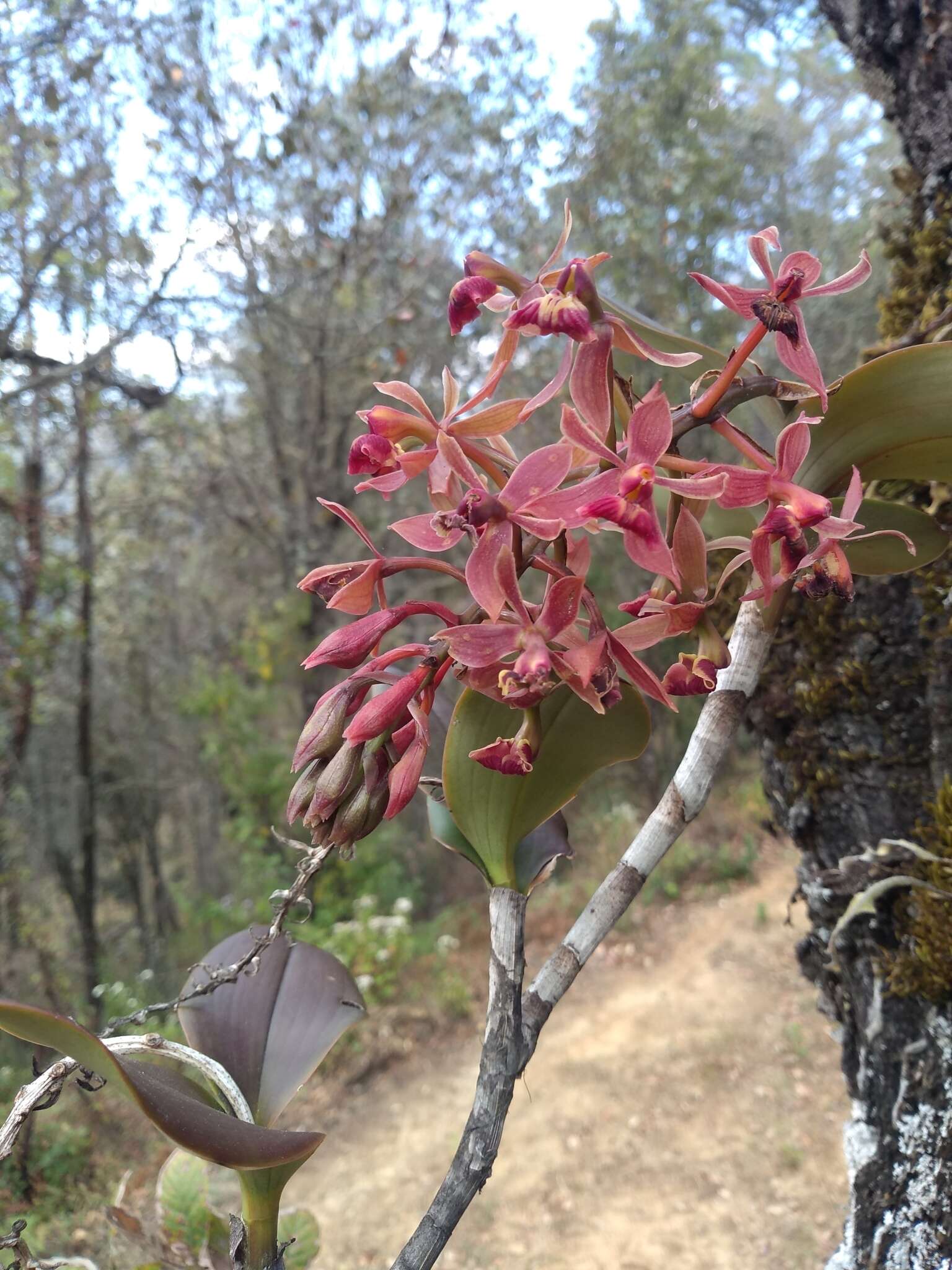 Imagem de Epidendrum radioferens (Ames, F. T. Hubb. & C. Schweinf.) Hágsater