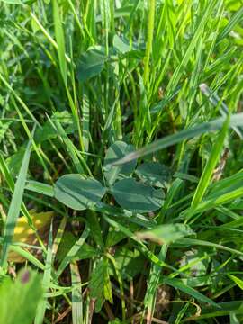 Image of Trifolium fragiferum subsp. bonannii (C. Presl) Sojak