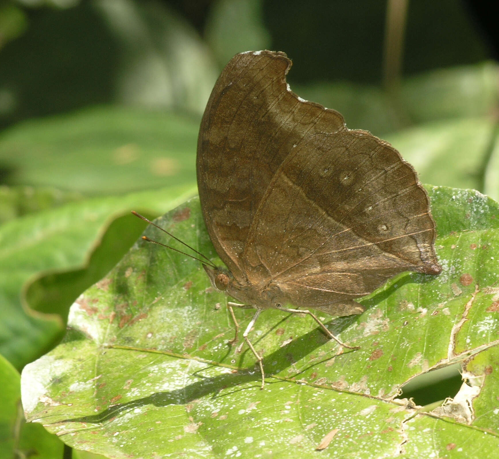 Image of Junonia iphita iphita