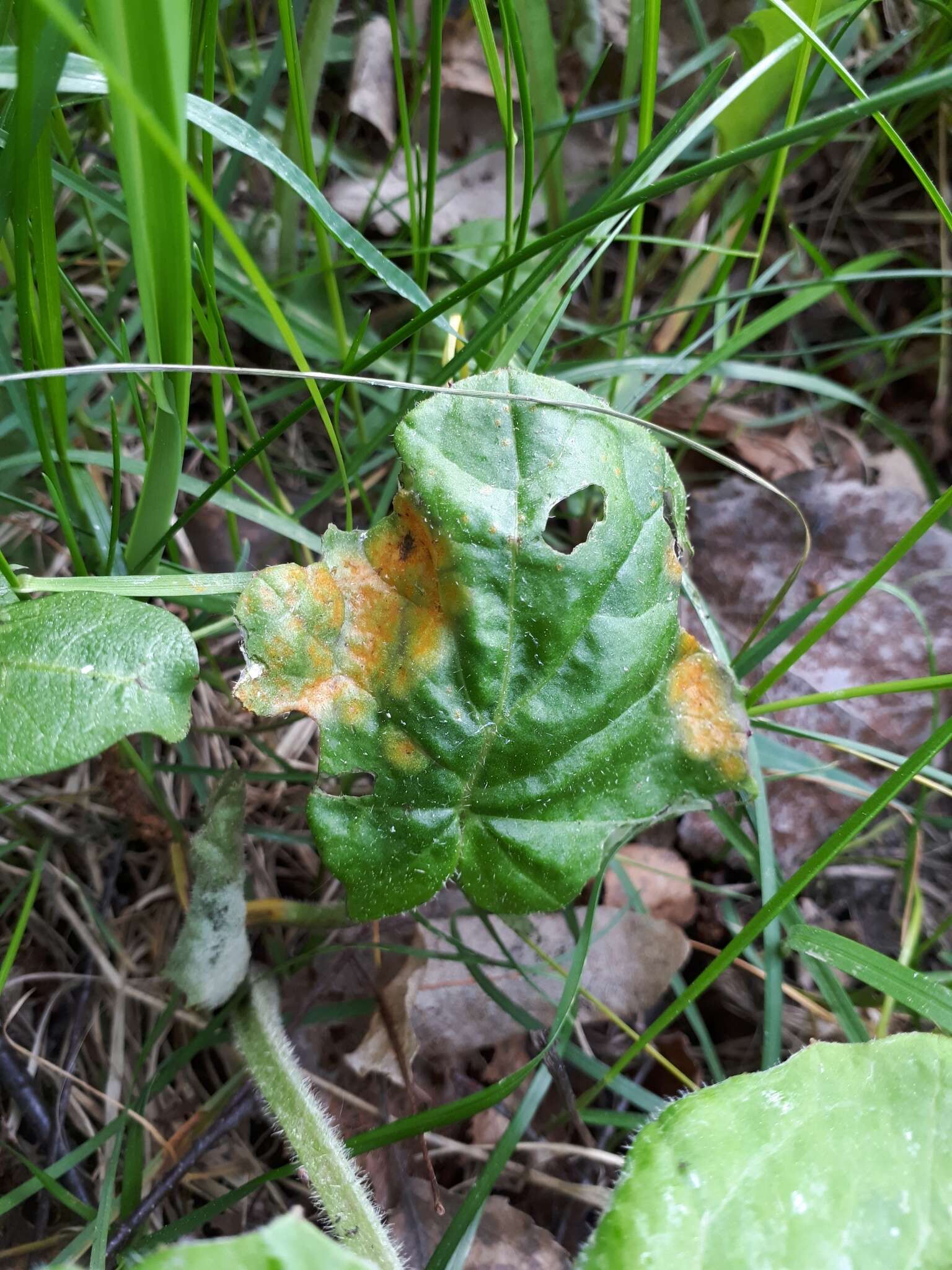 Imagem de Puccinia poarum Nielsen 1877