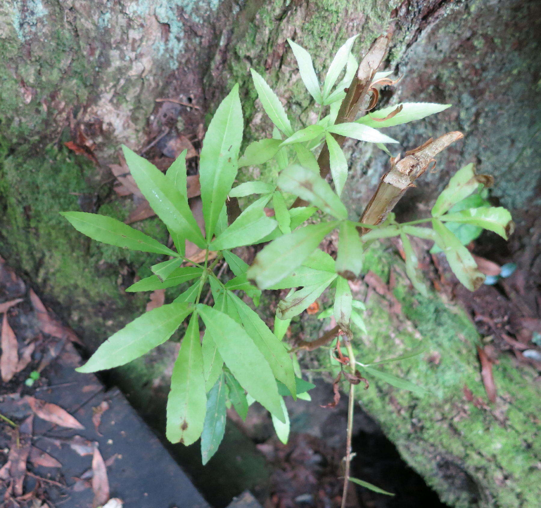 Image of Platylophus