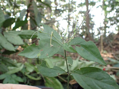 Image of Rhinacanthus virens (Nees) Milne-Redh.