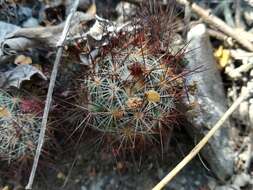 Image of junior Tom Thumb cactus