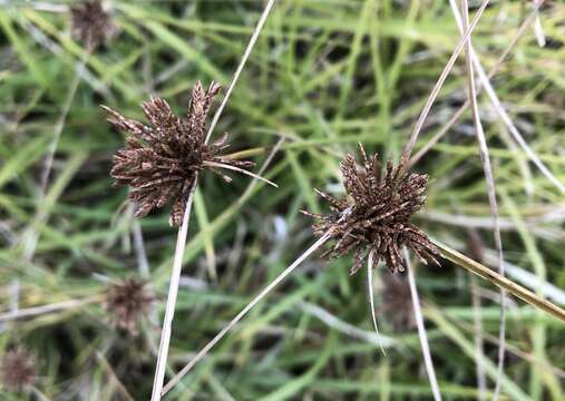 Image of Black Flat Sedge