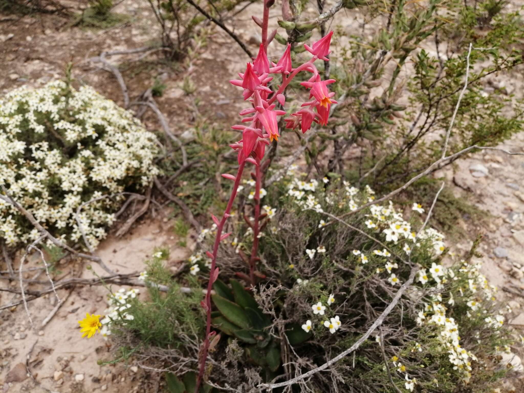 Imagem de Echeveria schaffneri (S. Wats.) Rose