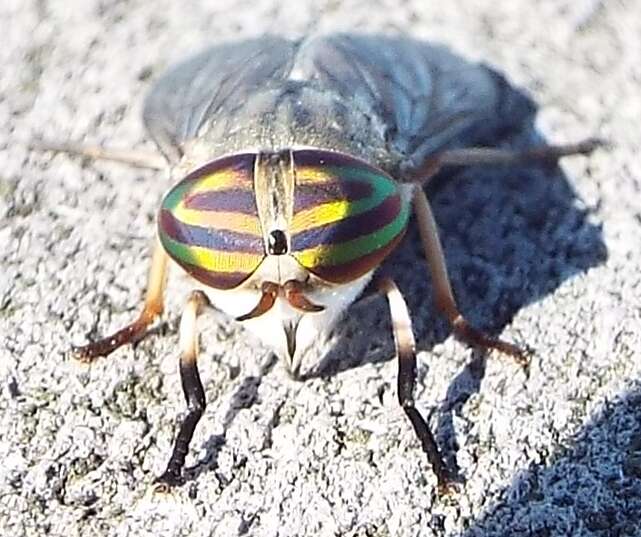 Image of Striped Horse Fly