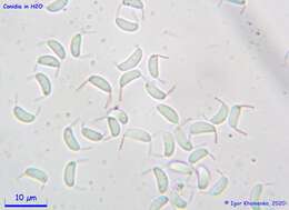 Слика од Dinemasporium decipiens (De Not.) Sacc. 1881