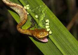 Image of Western Tree Snake