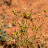 Image of Ptilotus modestus T. Hammer