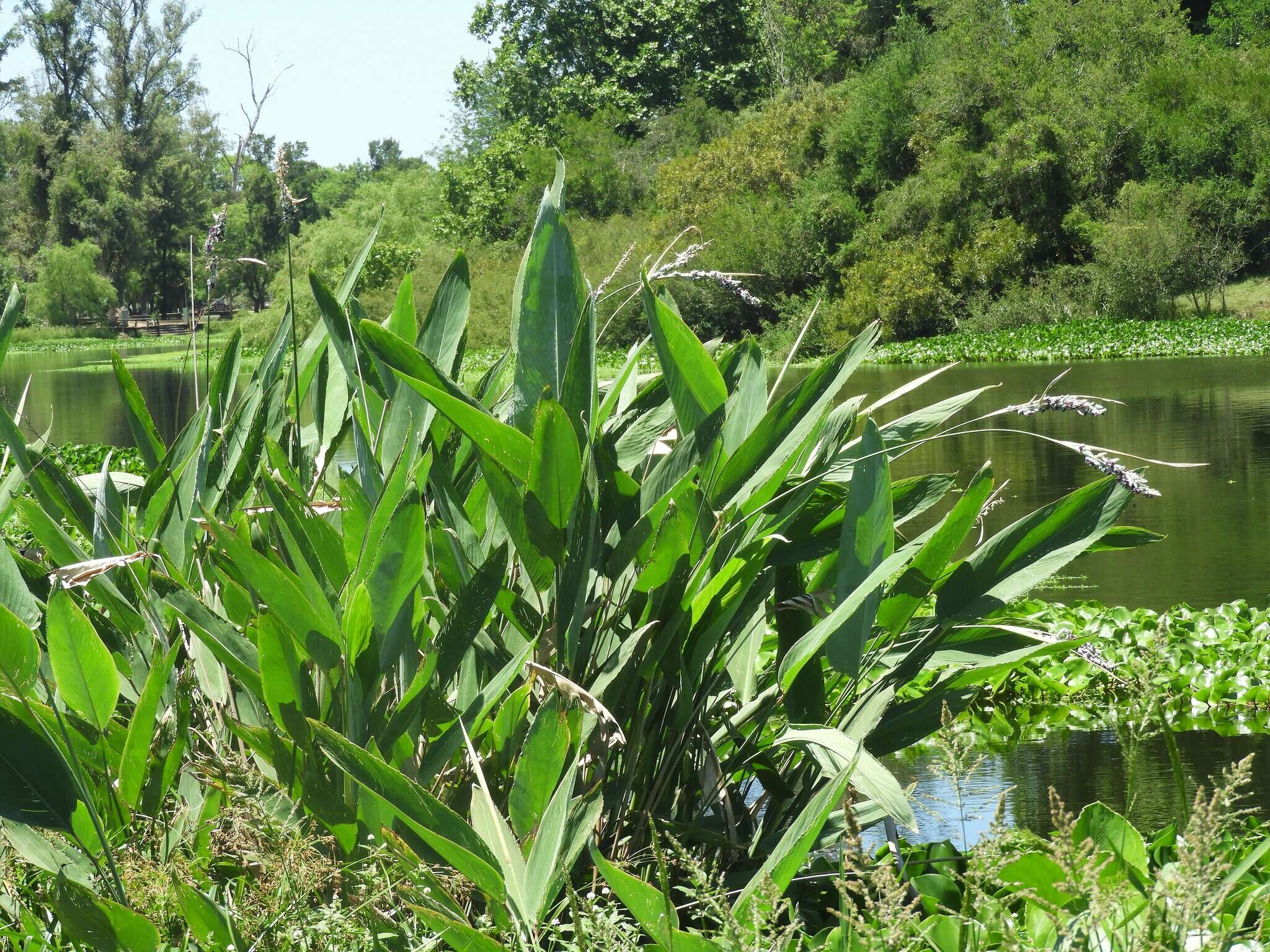 Image of Thalia multiflora Horkel ex Körn.