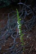 Image de Antirrhinum subcordatum A. Gray